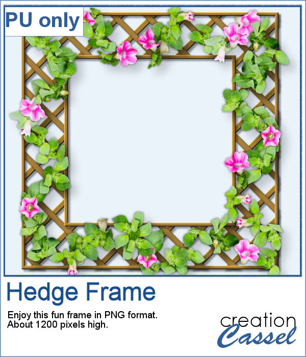 Hedge frame in PNG format