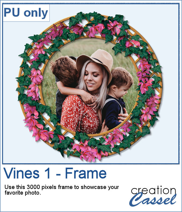 Vine frame in PNG format