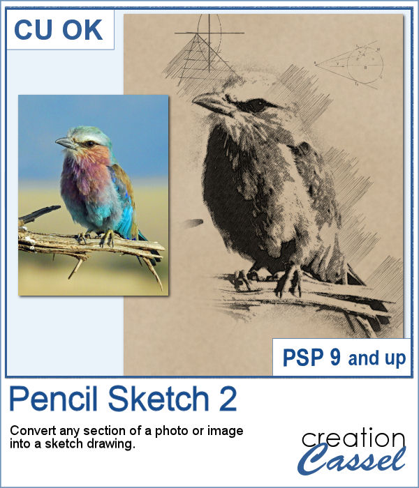 Pencil Sketch 2 - PSP Script - Click Image to Close